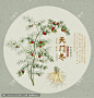 中医文化 中草药 中草药包装插画 中药插画 复古医书草药插图 手绘值物花草 天冬 天门冬 手绘中草药 手绘天冬 手绘天门冬 植物手绘 草本植物 草药插画 药材医草