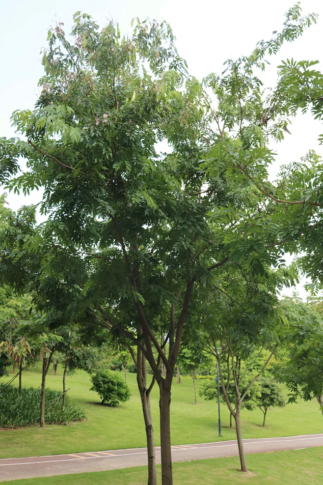 仪花-花瓣网