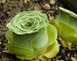山地玫瑰（Greenovia dodrentalis）也有称之高山玫瑰，景天科莲花掌属。
via：boredpanda.com/rose-shaped-succulents-greenovia-dodrentalis ​​​​