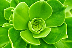 IRENE78采集到植物