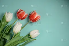 郁金香,光,花束,青绿色背景,贺卡,水平画幅,无人,彩色背景,母亲节,纸牌