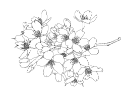 jcfo81c3采集到植物线稿 插画