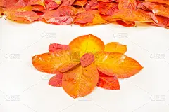 秋叶红黄，在画室里拍照。格外美丽的时光到了金秋，那是一段安宁的时光。