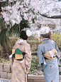 门口的樱花树满开啦，今天风大偶尔会有樱吹雪,美美哒～

#京都和服体验##和服体验##奈良和服体验##日本樱花季# 2日本·京都 ​​​​