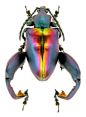 beetle: 