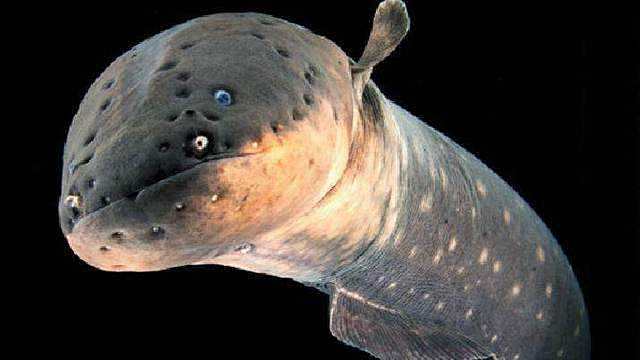 深海电鳗鱼图片