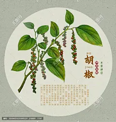 胡椒 中药胡椒 中草药胡椒 中药 中药图谱 药材医草 手绘值物花草 手绘中草药 草药 中草药包装插画 草本植物 草药包装插画 中药大全 中药插画 复古医书草药插图