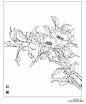 分享 | 9种花卉的各形态白描图 值得收藏