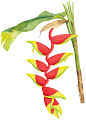  Heliconia illustration