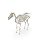 Horse Skeleton pc PNG & PSD Images