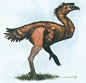 野兽战争（Beast War）·骷髅岛生物档案_真人世吧_壮大林荫鸟（Hylaeornis Maximus），骷髅岛中型无翼亚目地栖鸟类恐鸟科生物，一般肩高4-----5英尺*（约合1.219-----1.52米）。