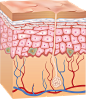 皮肤层结构皮肤组织细胞组织保养PNG素材图片_模板下载(15.91MB)_其他大全