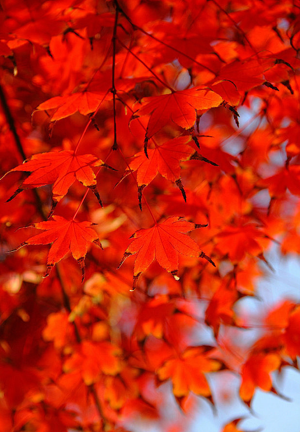 红色的枫叶，忧伤的暗秋。