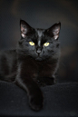 Beautiful black cat. And don't forget the gorgeous eyes! #BeautifulCat @PetPremium Pet Insurance Click for tips & tricks to keep your cat beautiful!: 