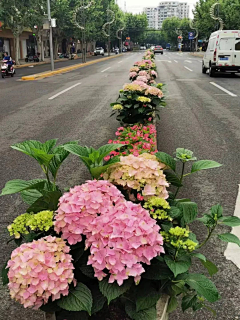 嗨皮兔采集到D 景观示意图-花坛、花箱、树池