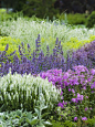 Mixtures of salvias, garden phlox and grasses create this variation on the purple, pink and chartreuse theme. Successful garden beds depend on marrying plants that have similar needs for light and water.: 