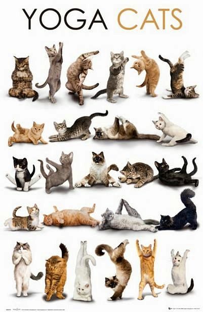 跟我一起来，猫猫瑜伽。Yoga Cats...