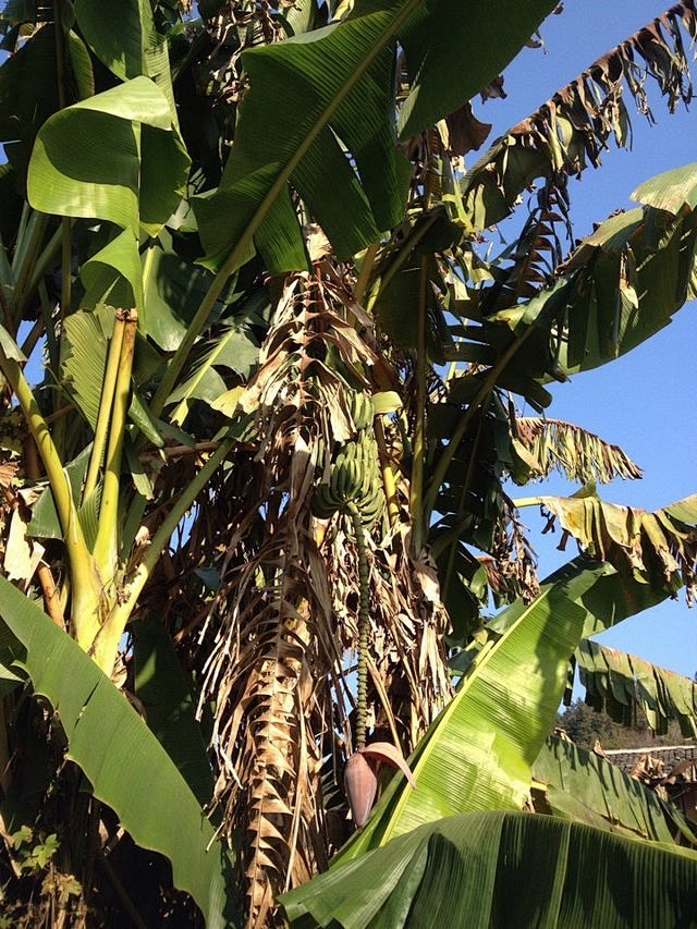 香蕉树。,神怡