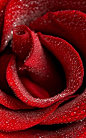 DesertRose,;,red rose | Very cool photo blog,;,: 