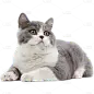 写实蓝猫蓝白贴纸动物系列