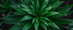 绿叶与雨滴纹理背景。自然背景和壁纸。俯视图