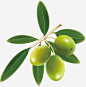 橄榄矢量图高清素材 叶子 新鲜水果 橄榄 水果 矢量素材 矢量图 免抠png 设计图片 免费下载