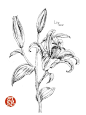 #飞乐鸟作品#《黑白花之绘》——用黑白重新诠... 来自飞乐鸟 - 微博