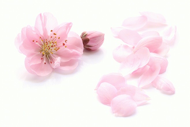 粉色  桃花  樱花  花瓣  花朵