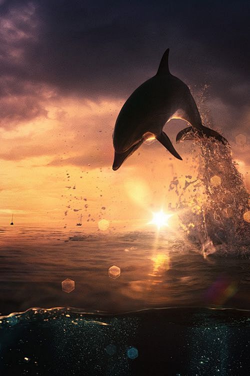 Beautiful Dolphin <3