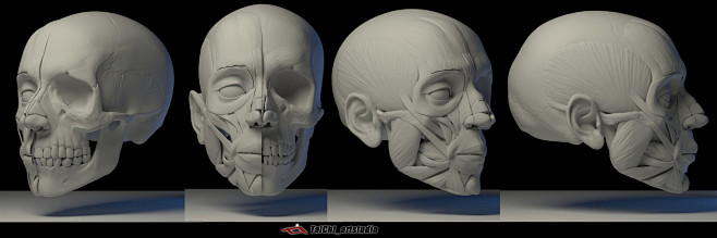 Upper limb structure...