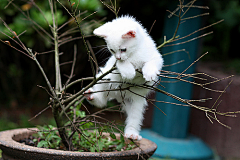 那就重新开始吧采集到猫