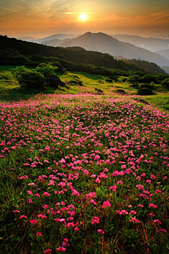 随风爱月采集到山花烂漫