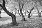 华盛顿特区格罗夫的黑白扭曲樱桃树