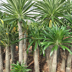 景观云锦采集到植物识别