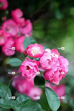 玫瑰 花朵 盛开 开花 花瓣 花壁纸 玫瑰花瓣 玫瑰绽放