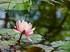 粉红色的睡莲或荷花玫瑰在花园池塘。特写的睡莲与水珠在模糊的绿色水。花景观自然壁纸与复制空间。有选择性