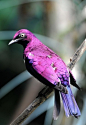 fairy-wren:

violet-backed starling
(photo by halex)
