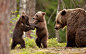 野生动物威猛的棕熊高清摄影