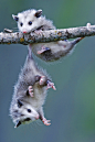 expressions-of-nature: Opossums | Ronald Wittek - Some people feel the rain. Others just get wet.