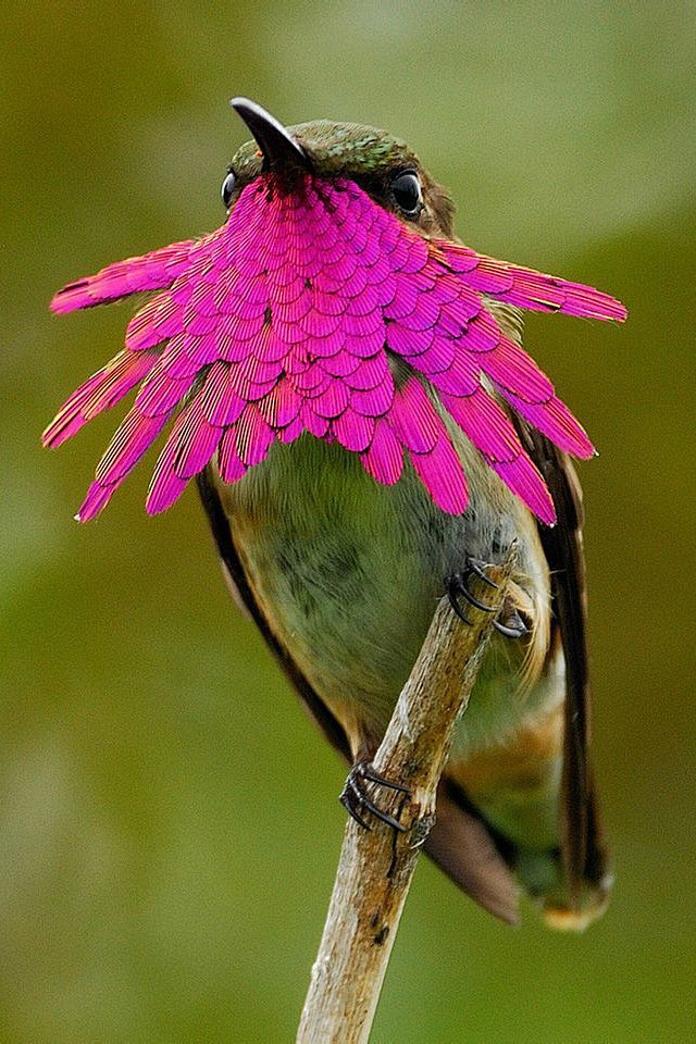 蜂鸟目·蜂鸟科·瑰喉蜂鸟属：大瑰喉蜂鸟