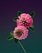 栗子头的相册-FLOWERS
