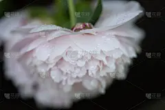花园里的花- 2021年5月-第2批