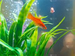 小草YH采集到水族背景卡通