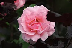 玫瑰花高清摄影素材