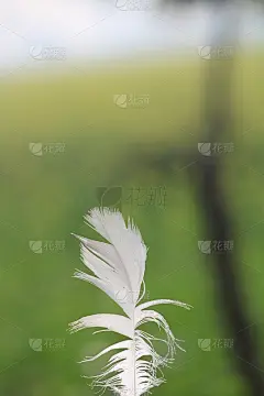 鸟失去了羽毛
