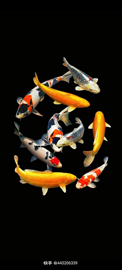 远山流水采集到水族世界