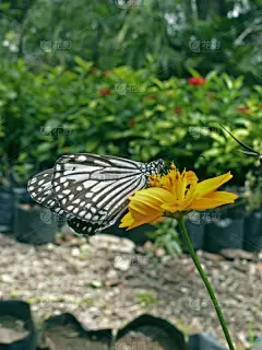蝴蝶,大波斯菊,条纹,鹭管鱼,青绿色,垂直画幅,形状,动物身体部位,野外动物,仅一朵花