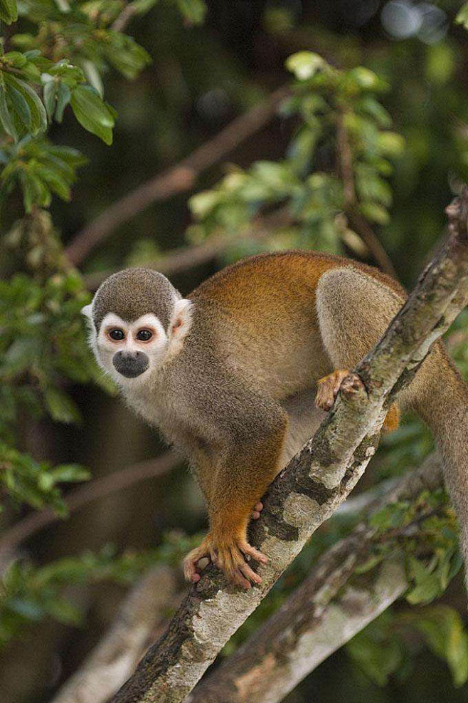 灵长目·卷尾猴科·卷尾猴属：亚马逊松鼠猴