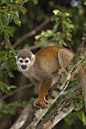 灵长目·卷尾猴科·卷尾猴属：亚马逊松鼠猴