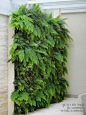 Vertical garden of ferns!